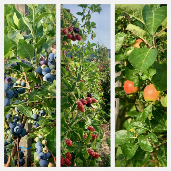 Die Obstbox